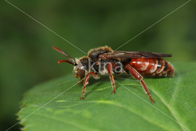 Borstelwespbij (Nomada stigma)