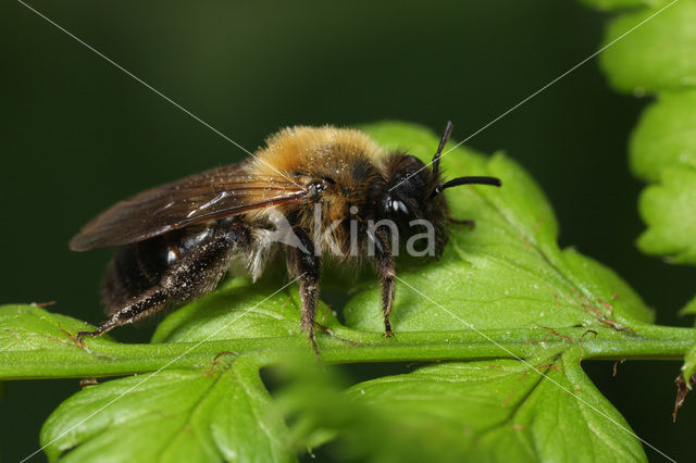 Andrena lapponica