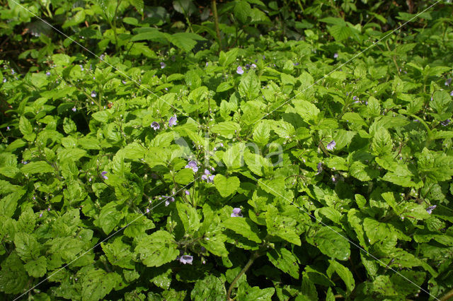 Wood Speedwell (Veronica montana)