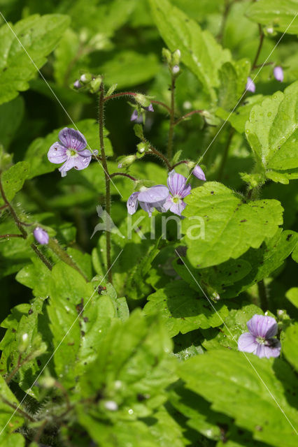 Wood Speedwell (Veronica montana)