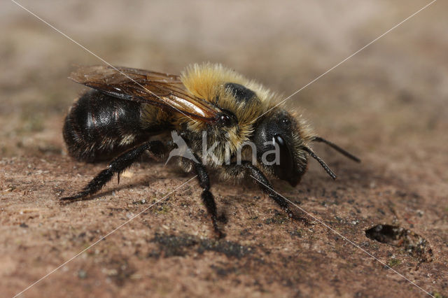 Bosmetselbij (Osmia uncinata)