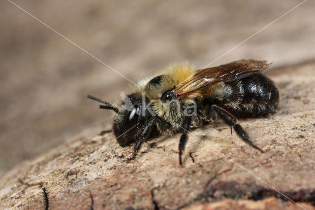 Bosmetselbij (Osmia uncinata)