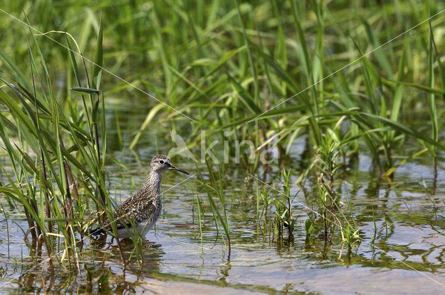 Wood Sandpiper (Tringa glareola)