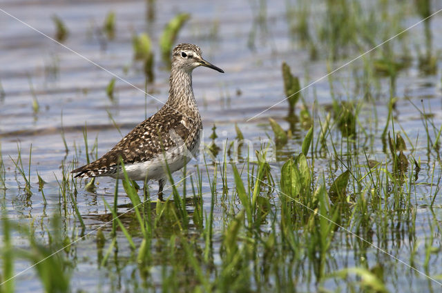 Bosruiter (Tringa glareola)