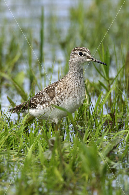 Bosruiter (Tringa glareola)