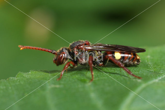 Nomada opaca