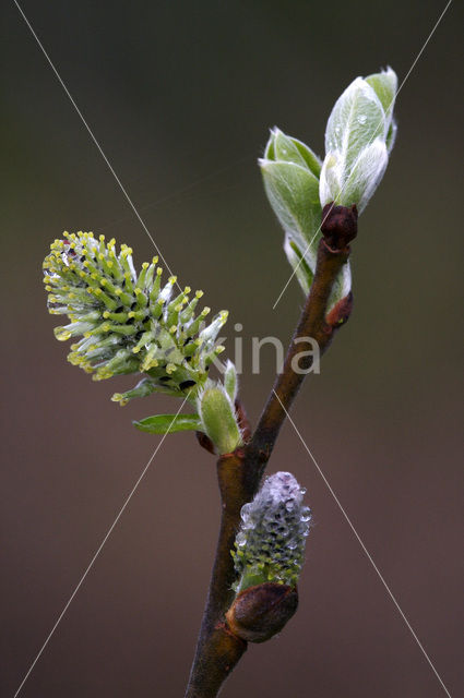 Boswilg (Salix caprea)