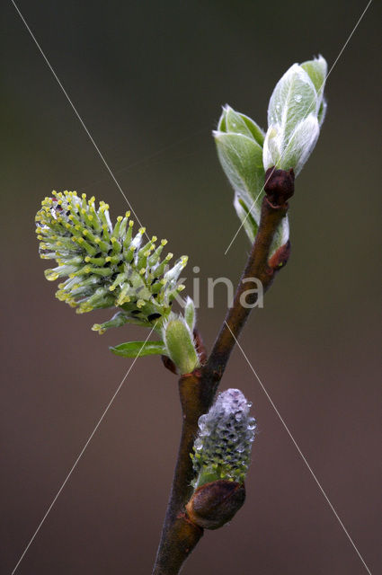 Pussy Willow