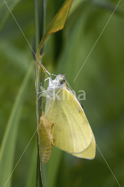 Wood White (Leptidea sinapis)