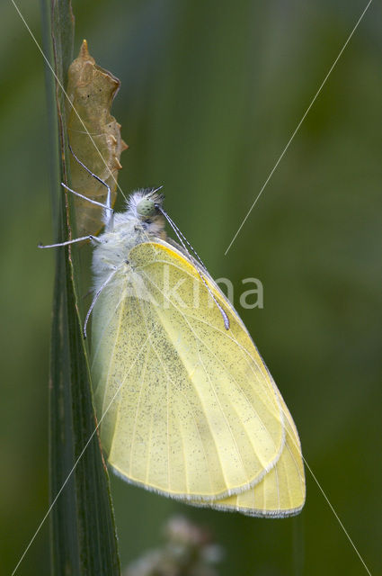 Wood White (Leptidea sinapis)