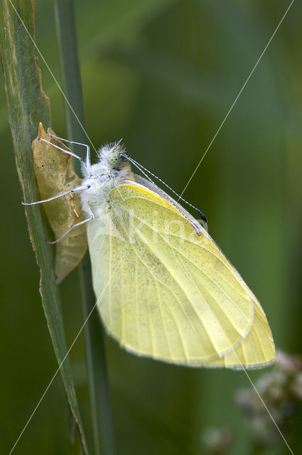 Wood White (Leptidea sinapis)