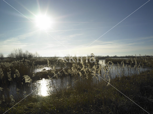 Brandemeer
