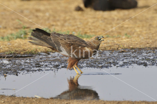 Bruine Kiekendief (Circus aeruginosus)