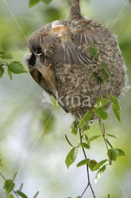 Eurasian Penduline-Tit (Remiz pendulinus)