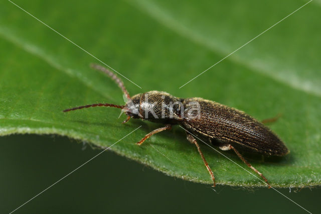 click beetle (Agriotes pallidulus)