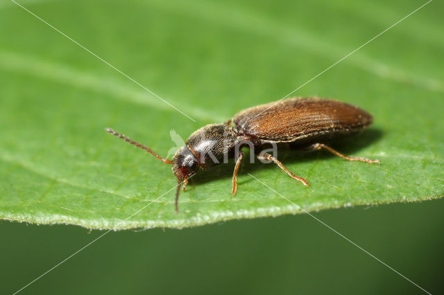 click beetle (Agriotes pallidulus)