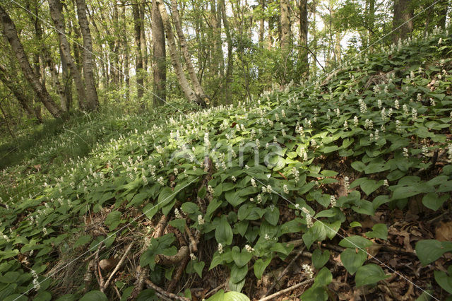 May Lily (Maianthemum bifolium)