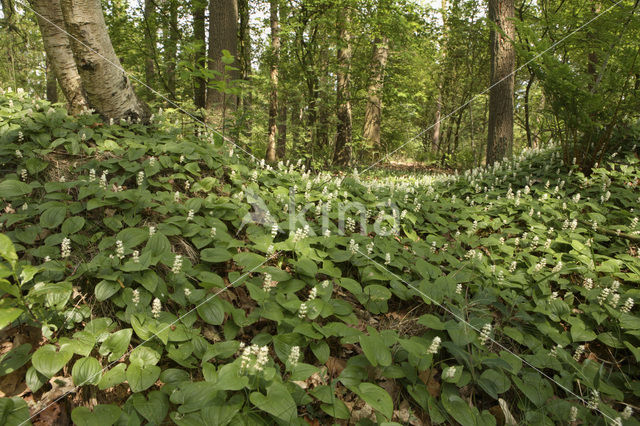 May Lily (Maianthemum bifolium)