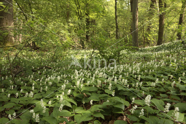 May Lily (Maianthemum bifolium)