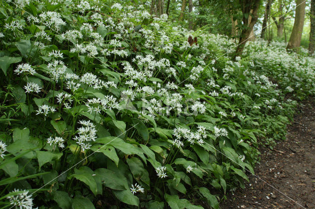 Ramsons (Allium ursinum)