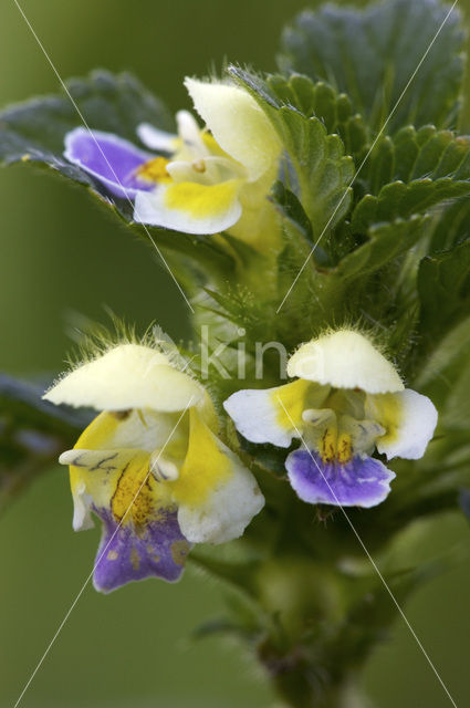 Large-flowered Hemp-nettle (Galeopsis speciosa)