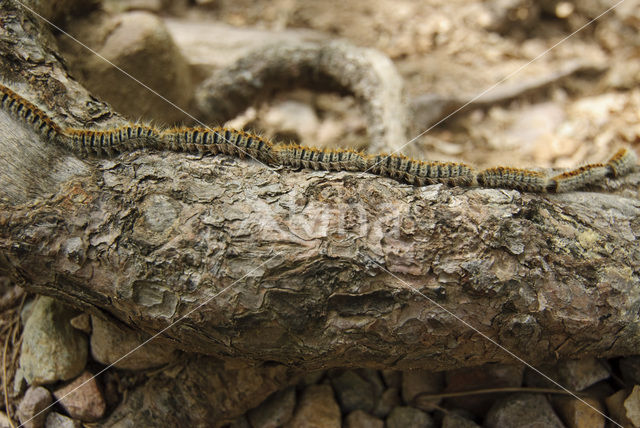 Dennenprocessierups (Thaumetopoea pityocampa)