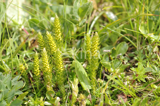 Fir Clubmoss (Huperzia selago)