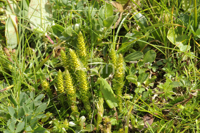 Fir Clubmoss (Huperzia selago)