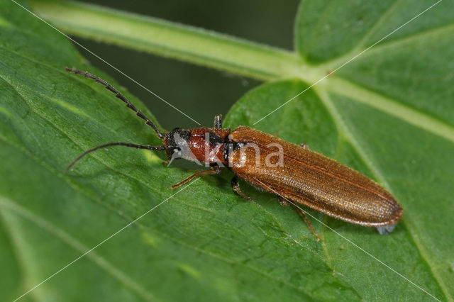 Denticollis linearis