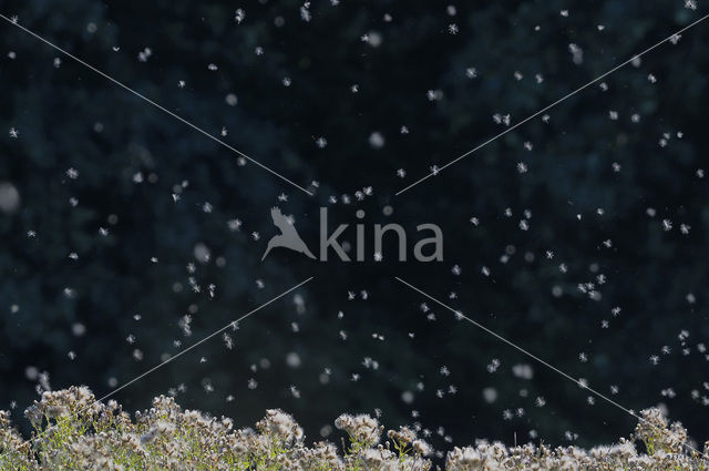 Thistle (Carduus spec.)