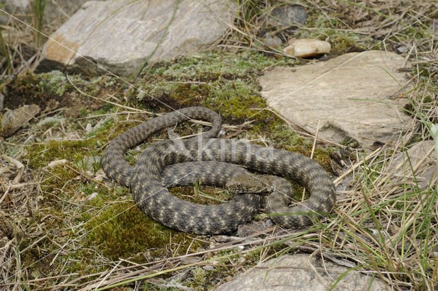 Dobbelsteenslang (Natrix tesselata)