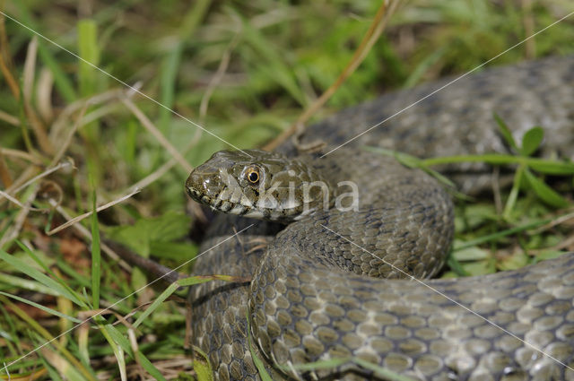 Dobbelsteenslang (Natrix tesselata)