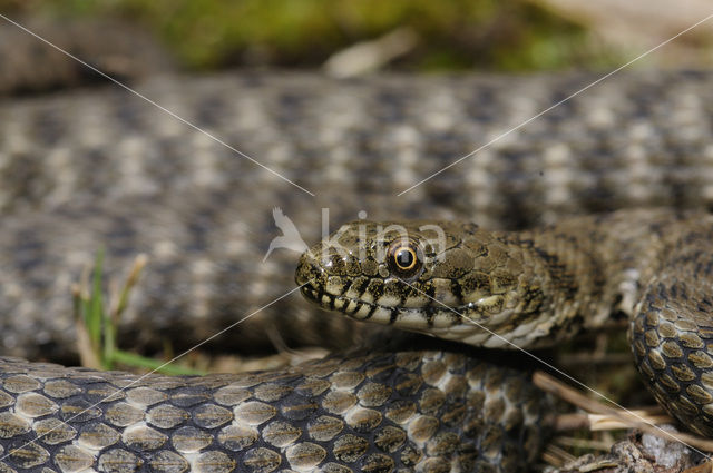 Dobbelsteenslang (Natrix tesselata)