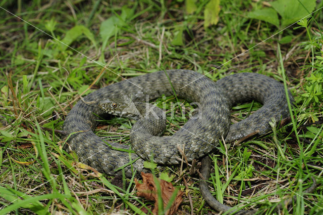 Dobbelsteenslang (Natrix tesselata)