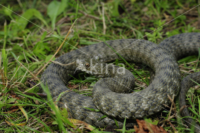 Dice snake (Natrix tesselata)