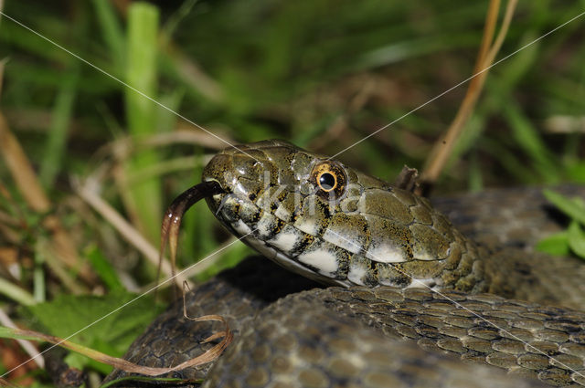 Dobbelsteenslang (Natrix tesselata)