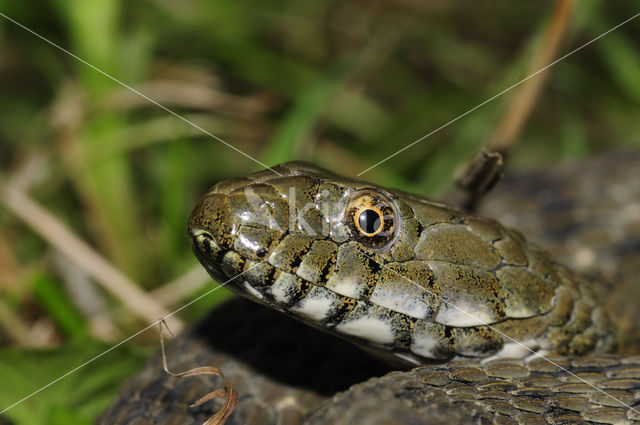 Dobbelsteenslang (Natrix tesselata)