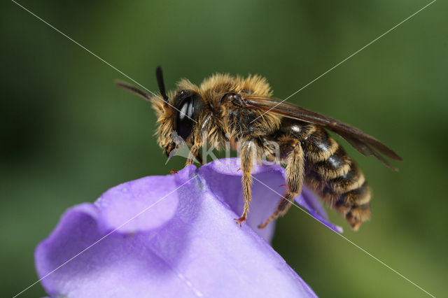 Donkere klokjeszandbij (Andrena pandellei)