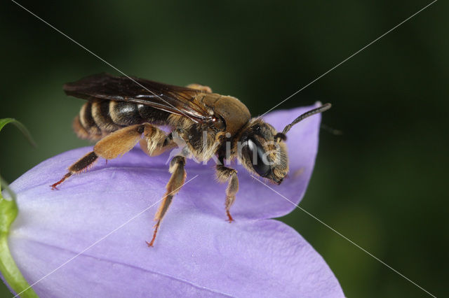 Donkere klokjeszandbij (Andrena pandellei)