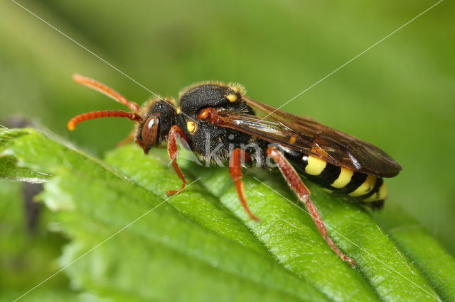 Wasp-bee (Nomada marshamella)