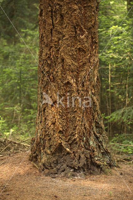 Douglasspar (Pseudotsuga menziesii)