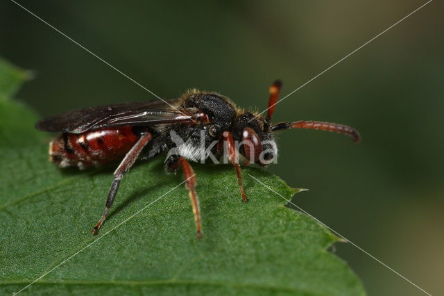 Dubbeldoornwespbij (Nomada femoralis)