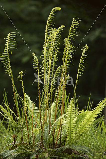 Dubbelloof (Blechnum spicant)