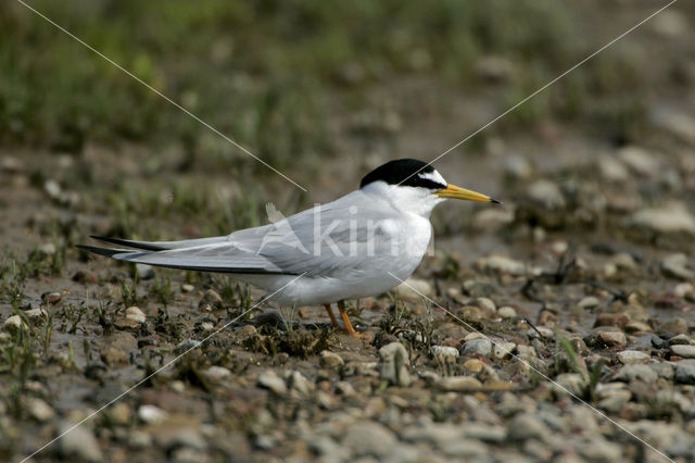 Little Tern (Sterna albifrons)