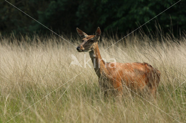Red Deer (Cervus elaphus)