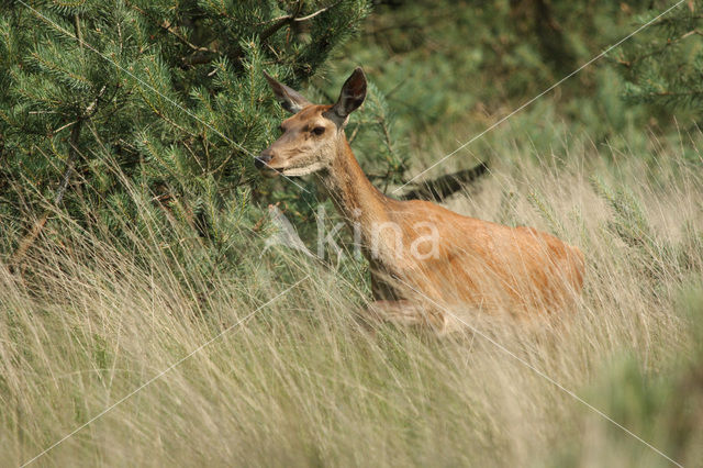 Red Deer (Cervus elaphus)