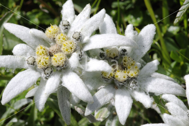 Edelweiss (Leontopodium alpinum)