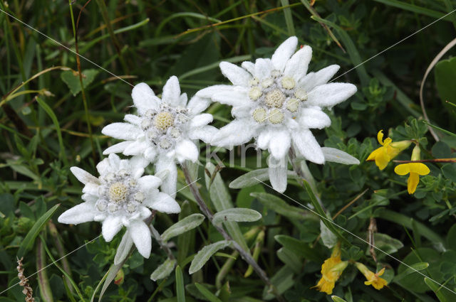 Edelweiss (Leontopodium alpinum)