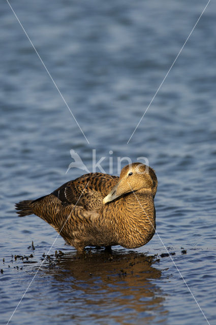 Eider (Somateria mollissima)