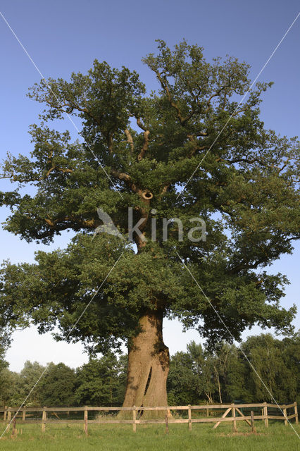 Eik (Quercus)